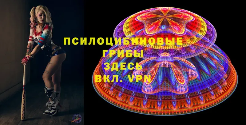 MEGA как войти  Братск  Псилоцибиновые грибы Magic Shrooms 